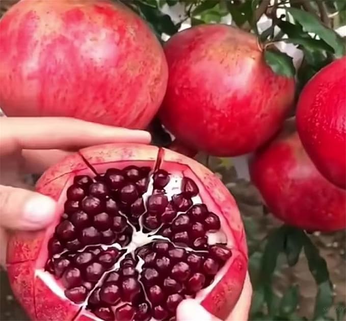 Big Pomegranate seeds for tropical fruit garden planting