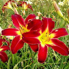 Daylily Keep the Faith Reblooming Seeds for growers seeking a long-blooming display