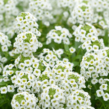 Alyssum White Schneeteppich Lobularia Maritima Seeds for seasonal color across the Flower Bed