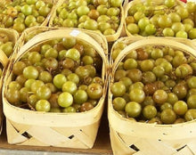 Heirloom Non-GMO Giant Scuppernong White Muscadine Seeds