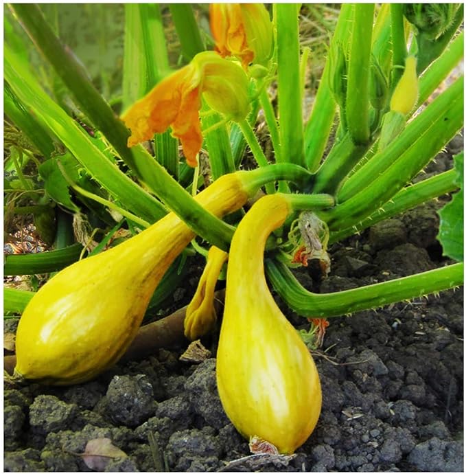 Yellow Crookneck Squash seeds for early harvest