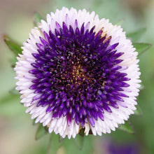 Aster Pompon White (Callistephus chinensis) for planting in home garden