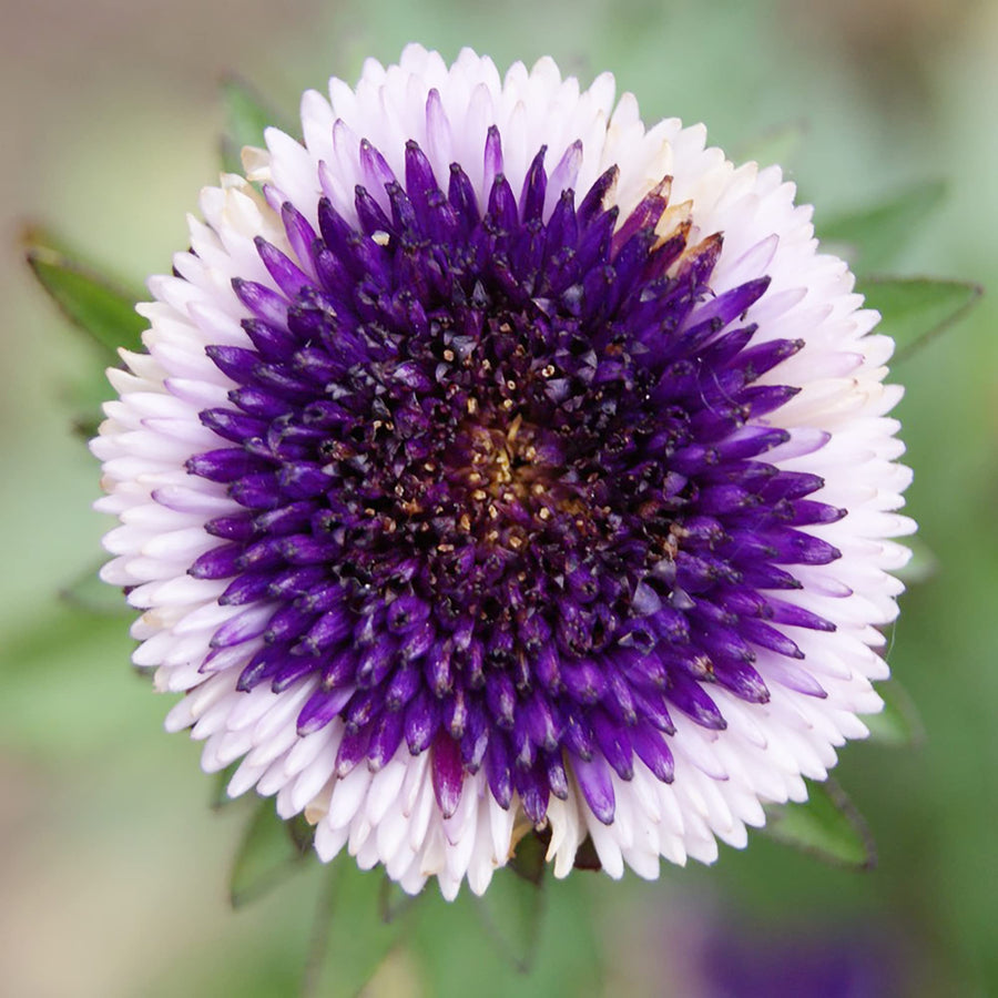 Aster Pompon White (Callistephus chinensis) for planting in home garden