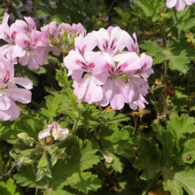 Geranium Seeds (Pelargonium hortorum) for a colorful addition to any planting