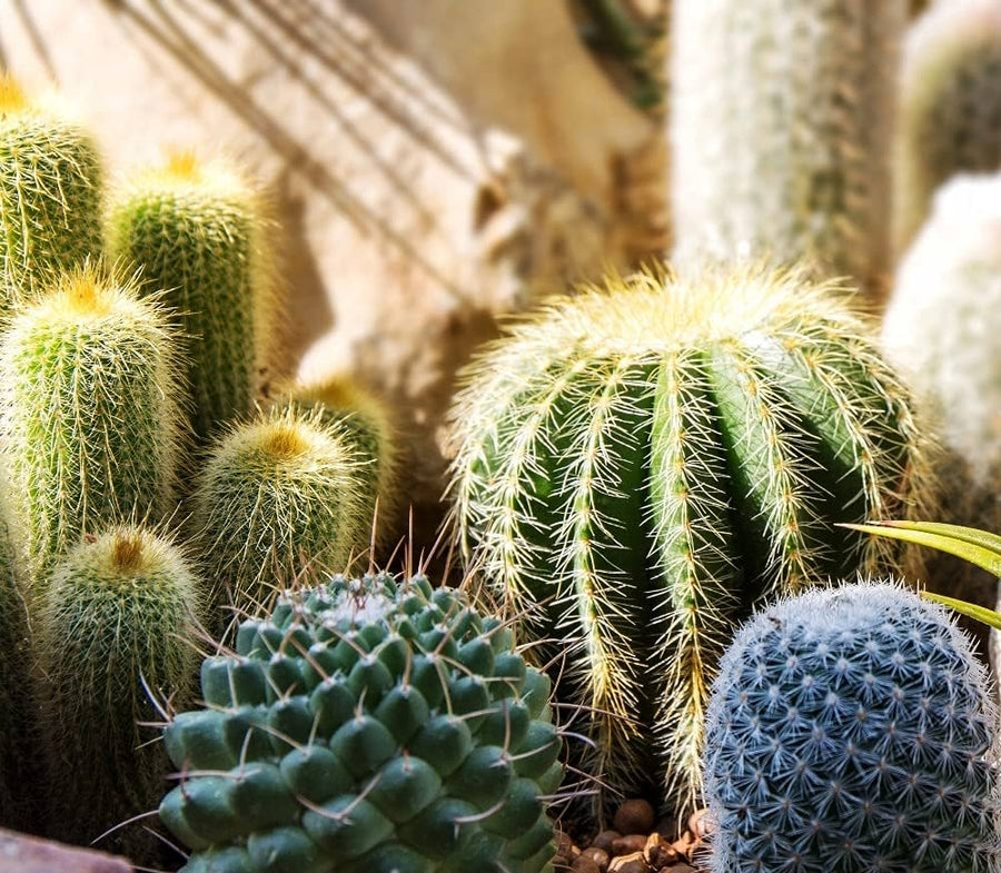 Free Flowering Cactus (Acanthocalycium mix) for planting in cactus garden