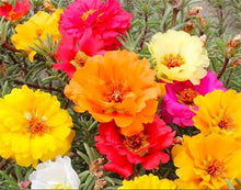 Rose Seeds (Rosa spp.) for growers filling out the home garden or decorative pots