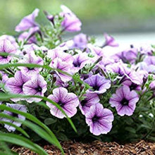 Petunia Flower ��������� Petunia spp. ��������� for planting in white purple garden