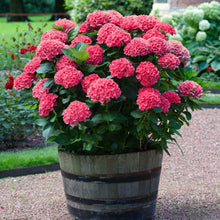 Red Hydrangea Seeds (Hydrangea macrophylla) for trellises and fences in the balcony pots and home gardens