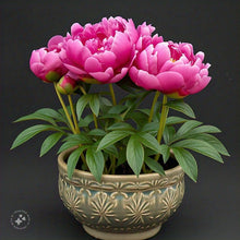 Pink and Red Peony Seeds for gardeners building out beds and borders
