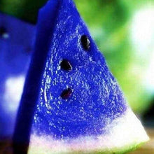 Blue Watermelon Seeds (Citrullus lanatus) for a reliable harvest in the Unique Organic Garden Growing