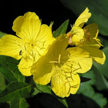 Tall Evening Primrose Seeds for gardeners building out beds and borders