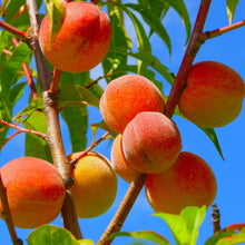 Peach Seeds (Prunus persica) for a sweet addition to the home orchard