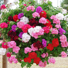 Geranium Pelargonium Hortorum Seeds for planting in flower bed