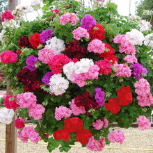 Geranium Pelargonium Hortorum Mixed Flower Seeds for Planting – Great for Window Boxes and Home Garden Beds