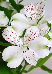Peruvian Lily Seeds for growers filling out the Flower Bed