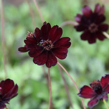 Chocolate Cosmos Atrosanguineus Seeds for gardeners building out beds and borders