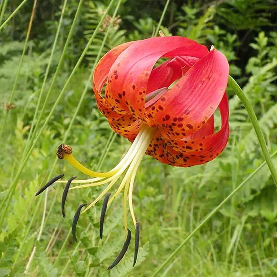 Lilium Superbum Turks Cap Lily Lilium superbum for planting in garden
