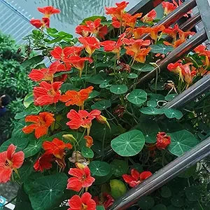 Nasturtium flower seeds for urban garden and flower beds