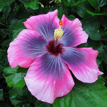 Rosa Lila Hibiscus Seeds (Hibiscus syriacus) valued for seasonal color in backyard gardening
