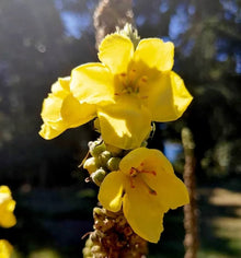 Verbascum Densiflorum Mullein Seeds (Flowerssamen von) for reliable seasonal color