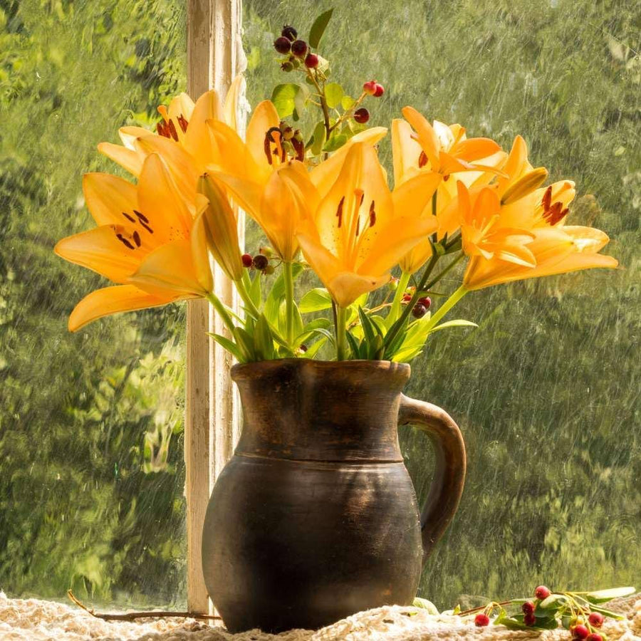 Double Lily Lilium spp flower bulbs for garden
