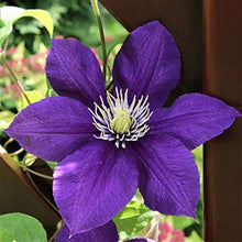 Sweet Clematis Seeds (Clematis terniflora) for growers filling out the trellis gardens and fences