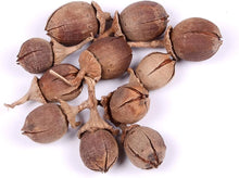 Lagerstroemia Speciosa Seeds (Lagerstroemia speciosa) for growers establishing the Garden