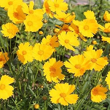 Coreopsis Seeds (Coreopsis spp.) for growers filling out the Flower Bed