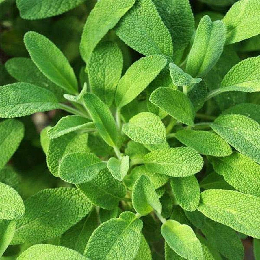 Giant Sage Plants for cooks growing their own fresh herbs