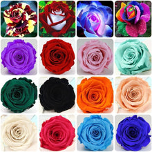 Rose Rosa Hybrida Mixed Seeds for growers filling out the Garden Home Landscaping