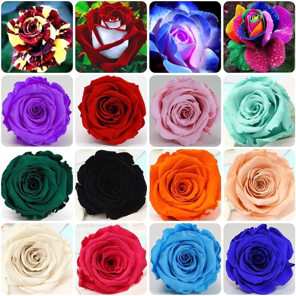 Hellgelb Perennial Yellow Rose Seeds
