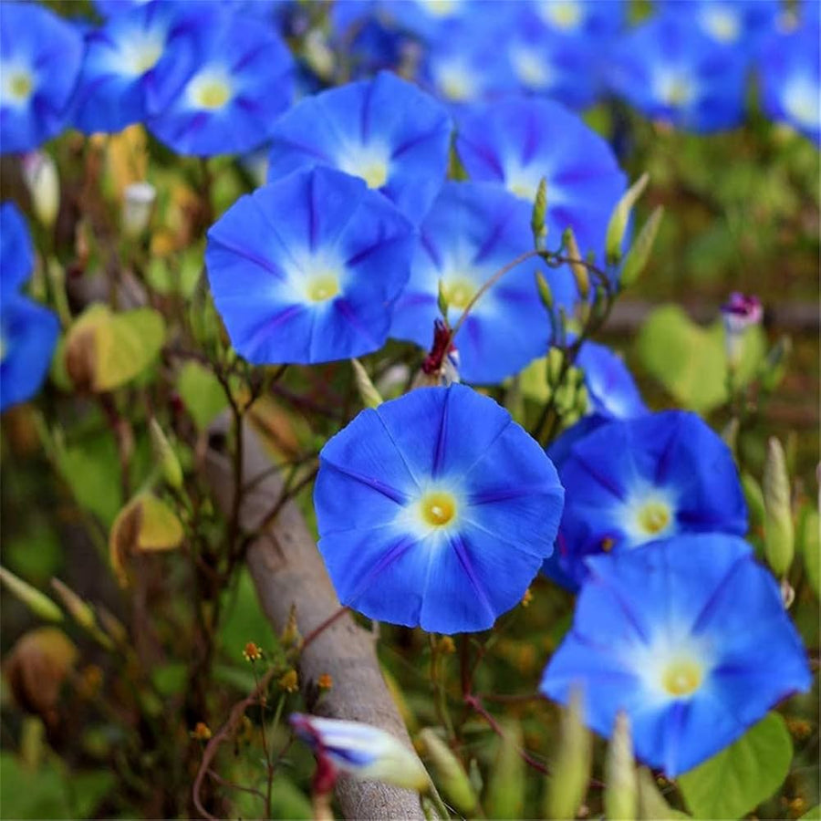 Blue Petunia seeds for bonsai garden and flower yard