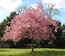Japanese Sakura Prunus Serrulata Seeds for planting in flower bed