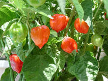 Pepper Seeds (Capsicum chinense) for growers stocking the Warty Chile Kitchen Garden