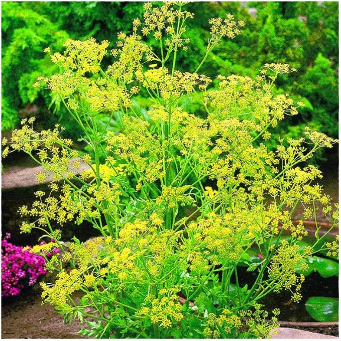 Fragrant edible dill herb flower seeds