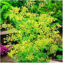 Fragrant edible dill herb flower seeds