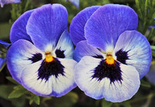 Joker Light Blue Pansy Seeds for colorful blooms in the Flower Pots Cool Climates