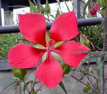 Hibiscus Hibiscus Moscheutos Giant Red Texas Star Seeds valued for outdoor Landscaping