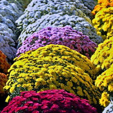 Chrysanthemum Chrysanthemum Morifolium perennial flower seeds for planting in home landscape and flower garden areas - for planting in home garden