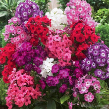 Phlox Phlox Drummondii Globe Mix Seeds for seasonal color across the Home Garden Borders