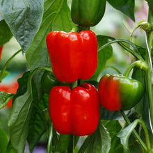 Big red paprika Seeds (Capsicum annuum) for seasonal color across the home garden or backyard beds