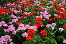 Geranium Seeds (Pelargonium hortorum) for a bright addition to the spring containers or flower beds