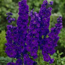 Delphinium Black Knight Seeds for growers seeking a long-blooming display
