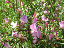 Hauhechel Ononis Spinosa Dornige Seeds for growers filling out the Wildflower Native Gardens