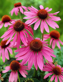 Coconut Lime Echinacea Coneflower Seeds (Echinacea purpurea) for a bright addition to the Flower Bed