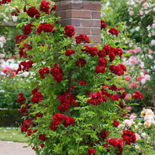 Snow Rose Seeds for growers seeking a long-blooming display