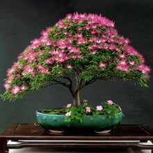 Silk Tree Albizia Julibrissin Seeds for long-term planting in the yard
