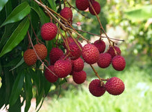 Lychee Fruit Tree Seeds (Litchi chinensis) for a homegrown harvest from the Tropical Orchard Planting