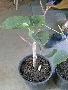 Ficus Religiosa Plant Ficus religiosa for planting in home garden
