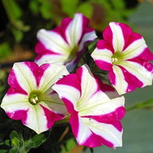 Petunia Mixed Colors Organic Garden Seeds for reliable seasonal color